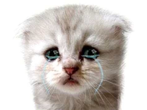 Cat Crying Cat Crying Gato  Akon Good Music Funny Cats Youtube