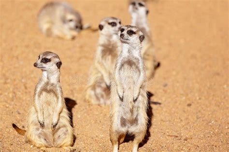A Clan Of Meerkats Looking Around Stock Image Image Of Balance