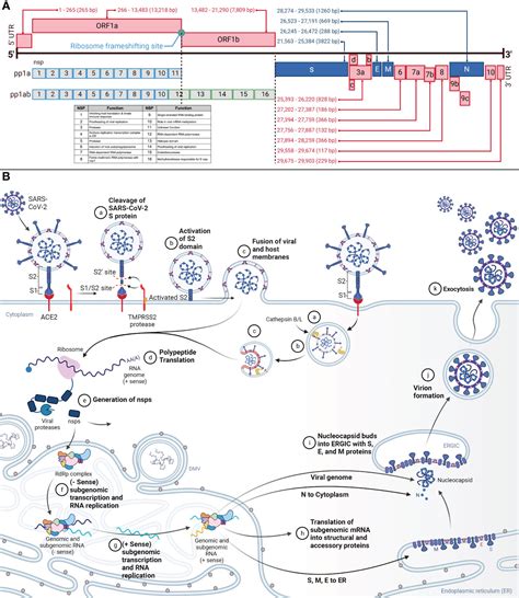 Frontiers SARS CoV 2 And The Host Immune Response