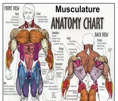 Male Anatomy Diagram Human Male Anatomy Figure Muscular And The Best