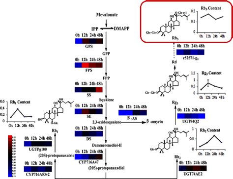 Putative Ginsenoside Biosynthesis And Expression Of Functional Genes Download Scientific Diagram