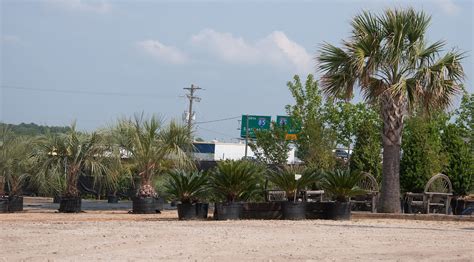 See more of greenlea plant nursery on facebook. Palm Tree nursery in Greenville South Carolina | A Palm ...