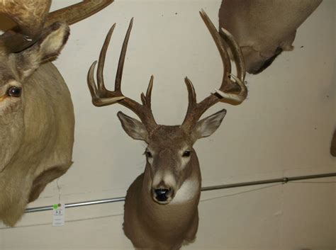 Non Typical Whitetail Mount Upper 150s Class Buck