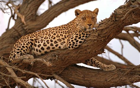 Discover iconic african safari animals and where to find them, from big five heavyweights like the leopard and the rhino, to the charismatic giraffe. 45+ Safari Animal Wallpaper on WallpaperSafari