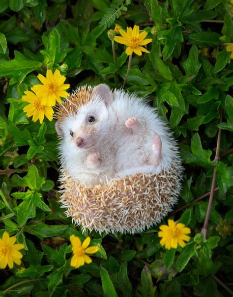215 Cute Hedgehog Names For Your Prickly Potato Petmag