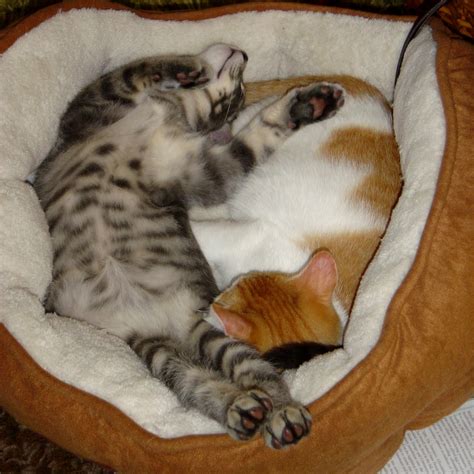 Silly Sleeping Kittens Picture | Free Photograph | Photos Public Domain