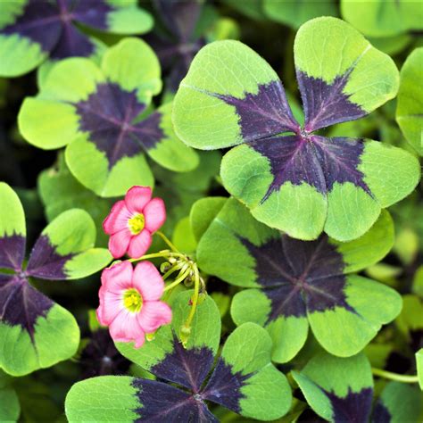 Purple And Pink Oxalis Bulbs For Sale Double Luck Collection Easy To
