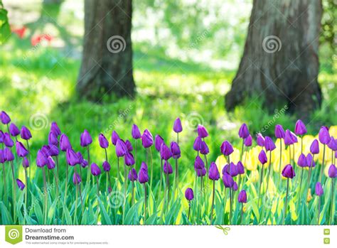 Field Of Many Lilac Tulips In Park Stock Image Image Of Garden