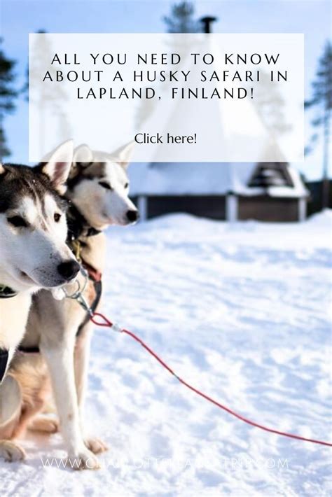 All You Need To Know About A Husky Safari In Lapland Lapland Finland