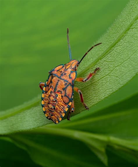 Predatory Stink Bug Apoecilus Spp Nymph Thanks For You Flickr