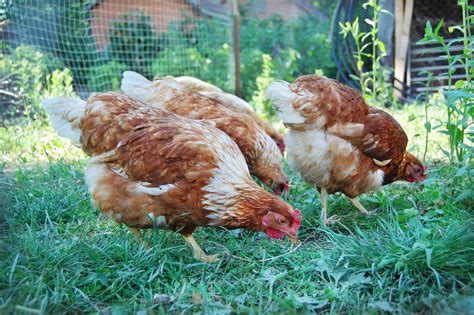 5 Animals That Are Easy To Raise On A Hobby Farm