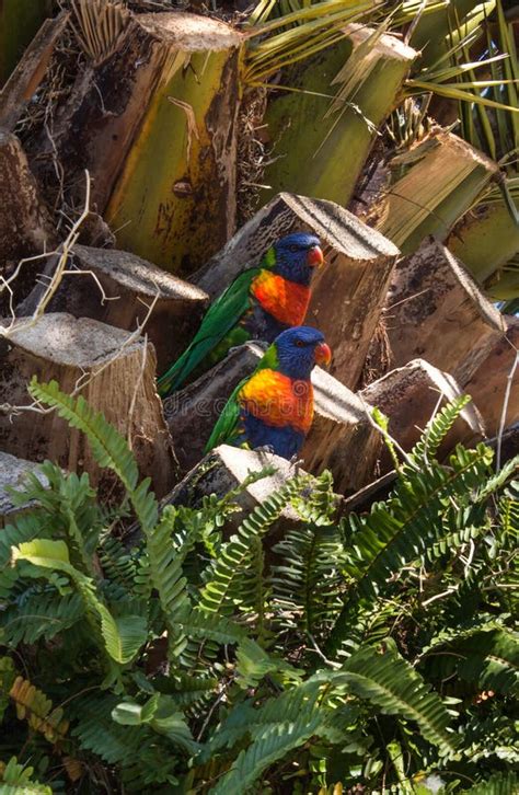 Two Australian Native Rainbow Lorikeet Parrot Birds Sitting In Tree