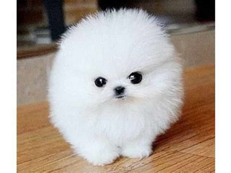 Teacup puppies for sale in miami fl, sarasota, tampa, fort myers, st petersburg, orlando florida. Cheap Micro Teacup Pomeranian Puppies For Sale | PETSIDI