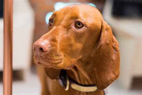 Whiskey Girl The Vizsla Puppy Bumps And Allergy Testing