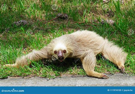 Sloth Crawling On The Grass Stock Image Image Of Grass Taking 111974155