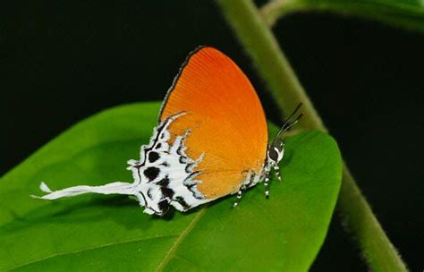 Butterflies Of Malaysia Eooxylides Tharis Rainforest Butterfly