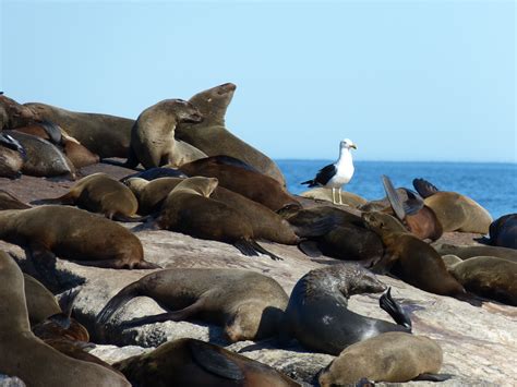 free images landscape sea coast nature rock seagull wildlife fauna seals south africa