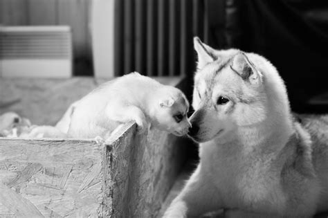 Siberian Husky Puppies On Behance