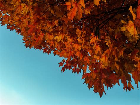 Orange Maple Leaves And Fall Foilage Against The Blue Sky Fall Foliage