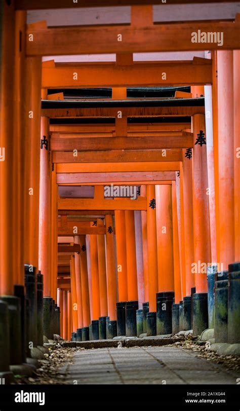 Red Torii Gates Of Inari Shrine In Kyoto Japan Stock Photo Alamy