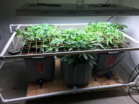 Building Grow Room Thcfarmer Cannabis Cultivation Network