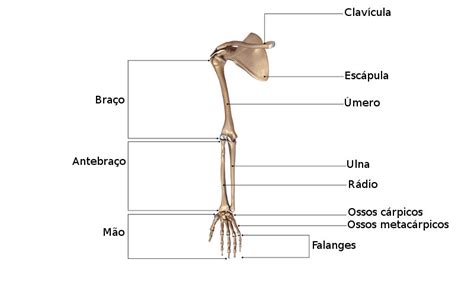 Esqueleto Humano Biologia Net