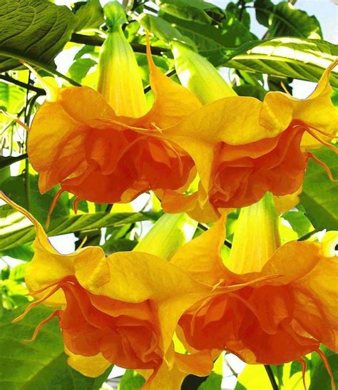 Double Bright Yellow Orange Angel Trumpet Brugmansia Seeds Etsy In