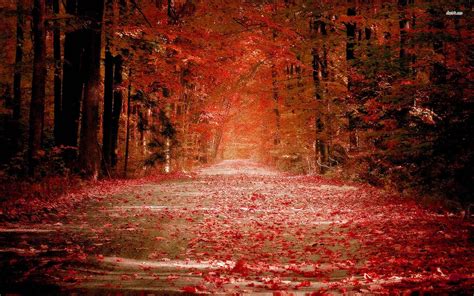 Red Nature Wallpapers 4k Hd Red Nature Backgrounds On Wallpaperbat