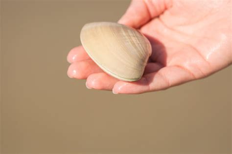 Closed Clam Images Browse Stock Photos Vectors And Video