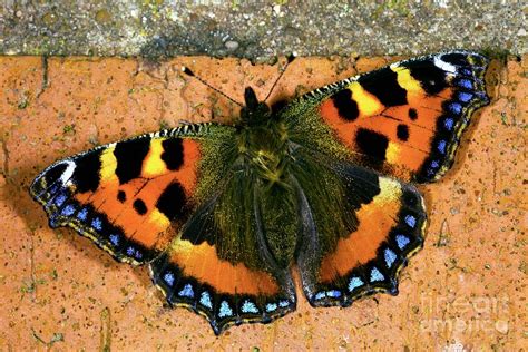Small Tortoiseshell Butterfly Photograph By Dr Keith Wheelerscience