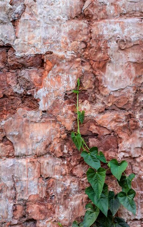 A Creeper Wild Plant Growing On A Broken Old Brick Wall Stock Photo