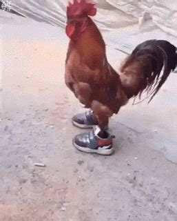 Free gif animator for creating and editing gifs with special effects. مدونة موقع فايع للصور: صور متحركة منوعة #Gifs #مضحك #Funny ...