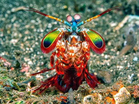 The Peacock Mantis Shrimp A Marvel Of Colors And Strength Worldweet