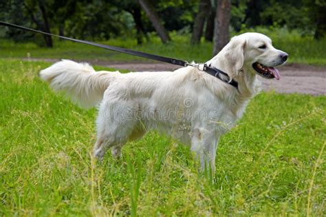 Golden Retriever On The Walk Stock Image Image Of Outdoors Grass