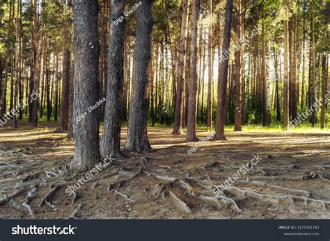 2152 Tall Slender Tree Images Stock Photos And Vectors Shutterstock