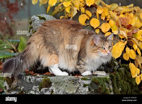 Female Norwegian Forest Cat Hi Res Stock Photography And Images Alamy