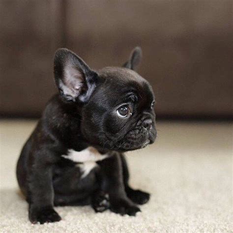 Just 20 Of The Cutest Mini French Bulldogs You Have Ever Seen 3 New