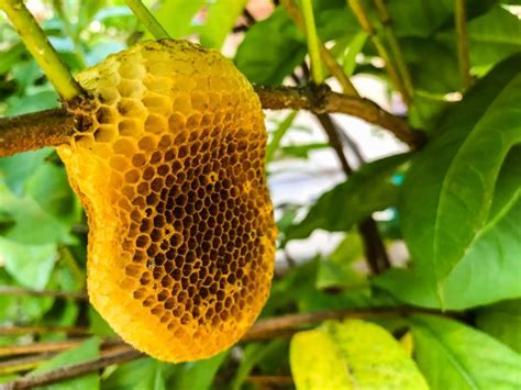 Honeycomb In The Nature — Stock Photo © Arteki 113365586