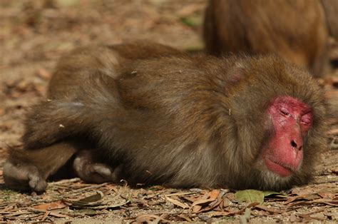 Gallery Japanese Monkeys Suffering From Hay Fever Metro Uk