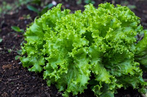 Growing Lettuce How To Plant Grow And Harvest Fresh Lettuce