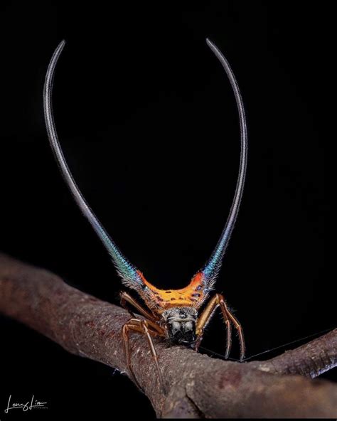 Tywkiwdbi Tai Wiki Widbee Spiny Orb Weaver Spider