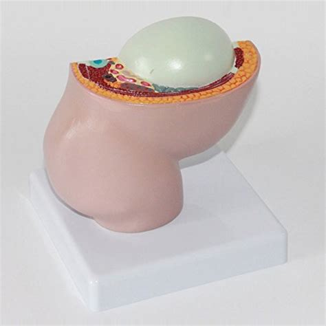 Clip art vector normal pregnant female anatomy stock eps the left hand image shows a womans body before she. Mini Pregnant Human Female Pelvis Anatomy Model with Nine ...