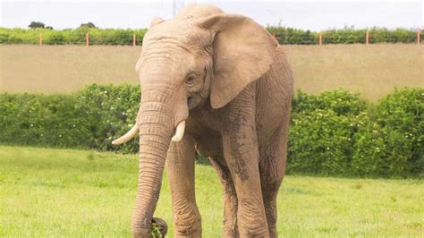 Elephant Killed In Zoo Enclosure By Another Bull Elephant Who Attacked