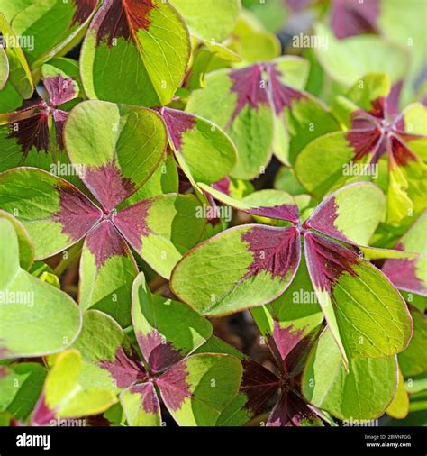 Lucky Clover Leaves Oxalis Tetraphylla Stock Photo Alamy