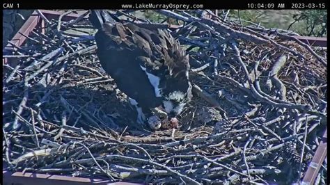 Lake Murray Osprey Lucy Lays Egg 2 1004am 3 15 2023 Youtube