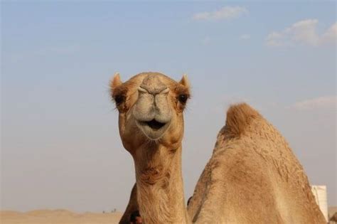 Camellos Del Desierto La Verdad Noticias