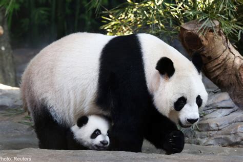 Chinas Wild Panda Population Up Nearly 17 Percent Xinhua Asia News
