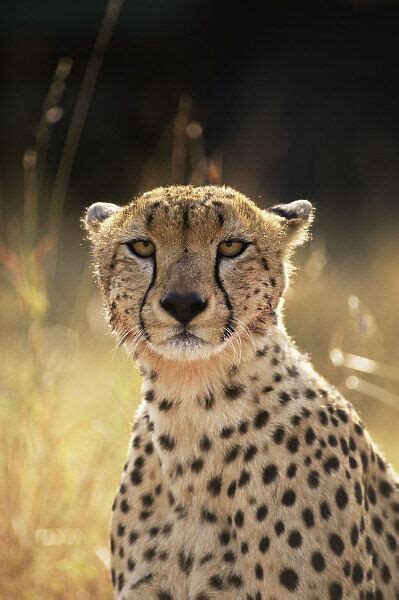 Face Portrait Of Female Cheetah Acinonyx Jubatus Photos Prints