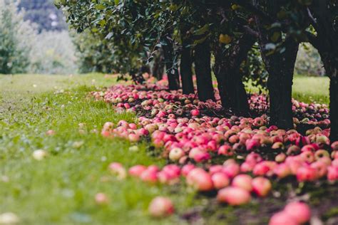 8 Orchards For The Best Apple Picking In Midcoast Maine U Pick Tips