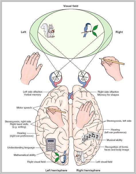 Anatomy Of The Corpus Callosum Anatomical Charts Posters My Xxx Hot Girl